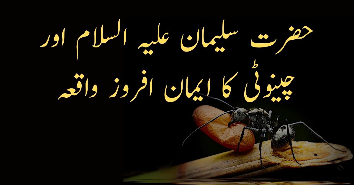 Short Story of Hazrat Suleman A.S and Ant